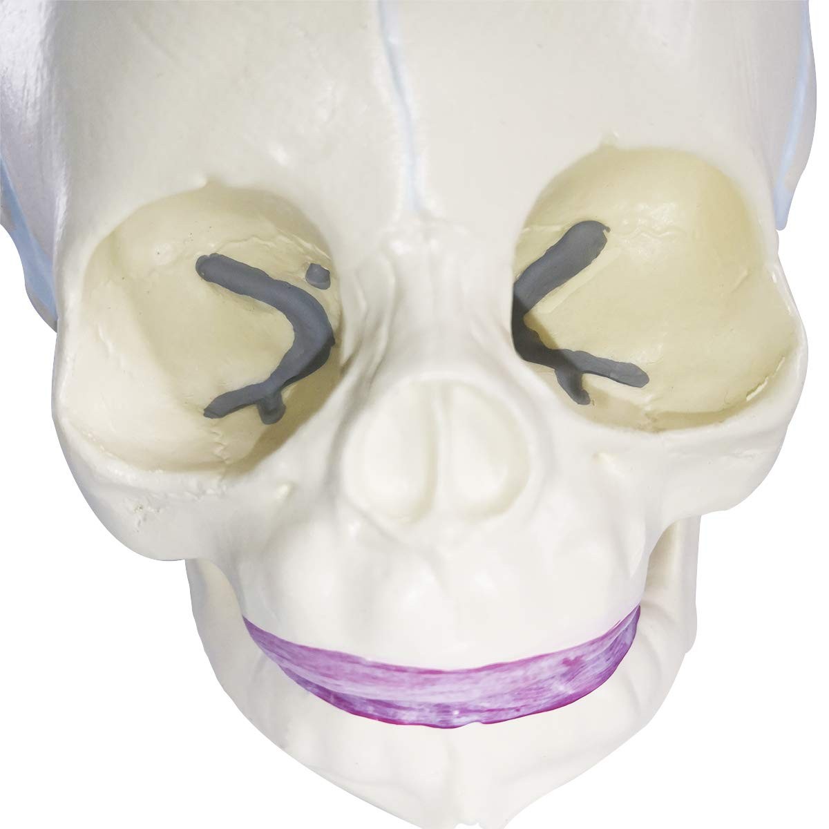 Human Infant Skull Model, Life Sized Fetus Anatomy Skull Model for Medical Te…
