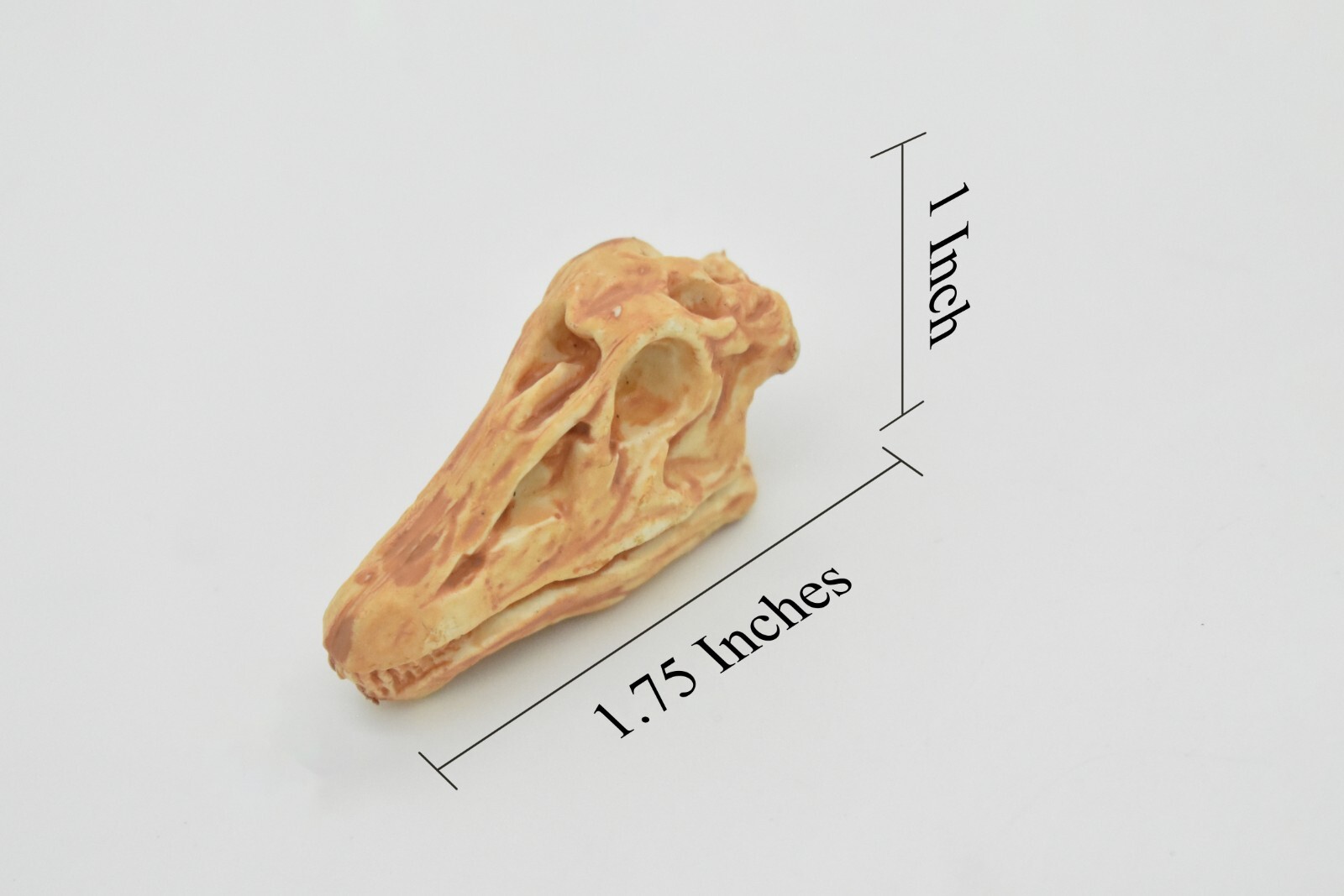 Diplodocus, Dinosaur Skull Fossil, Educational, Realistic Rubber Toy Model 1.5″