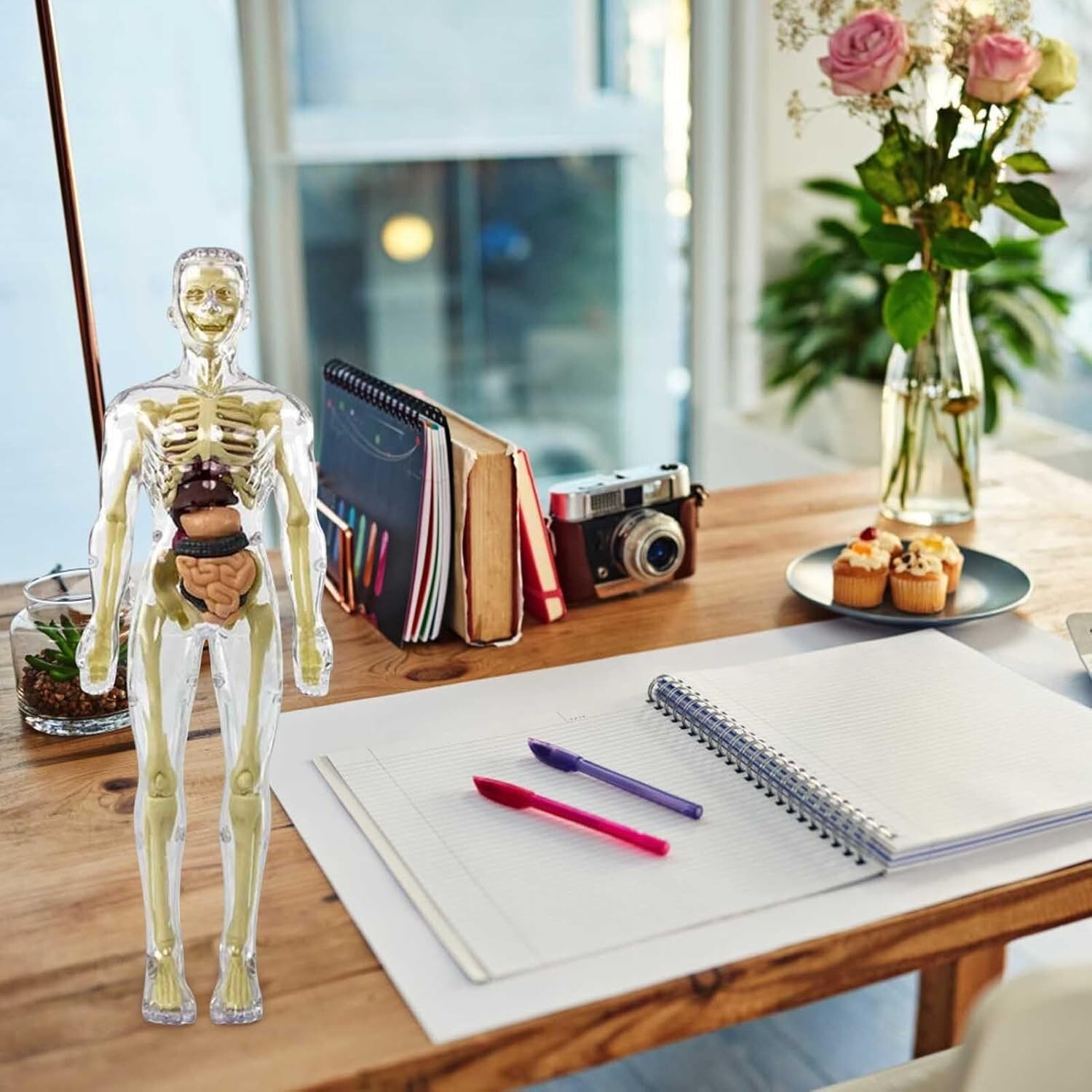 3D Human Body Anatomy Model Fully Transparent DIY Skeleton Toy for Kid Removable