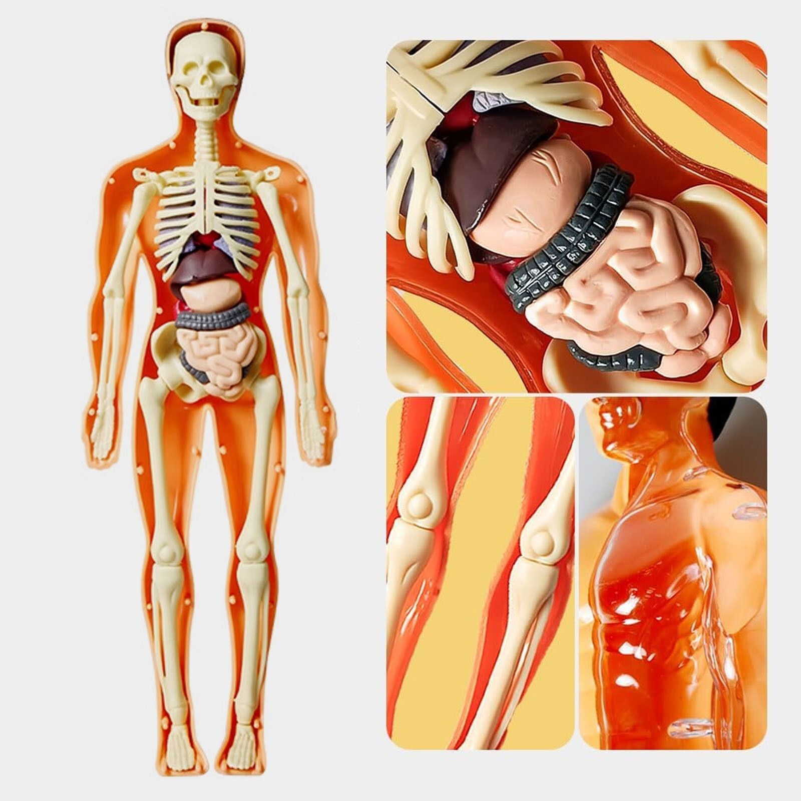 3D Human Body Anatomy Model DIY Skeleton Toy Removable Parts for Kid Aldult