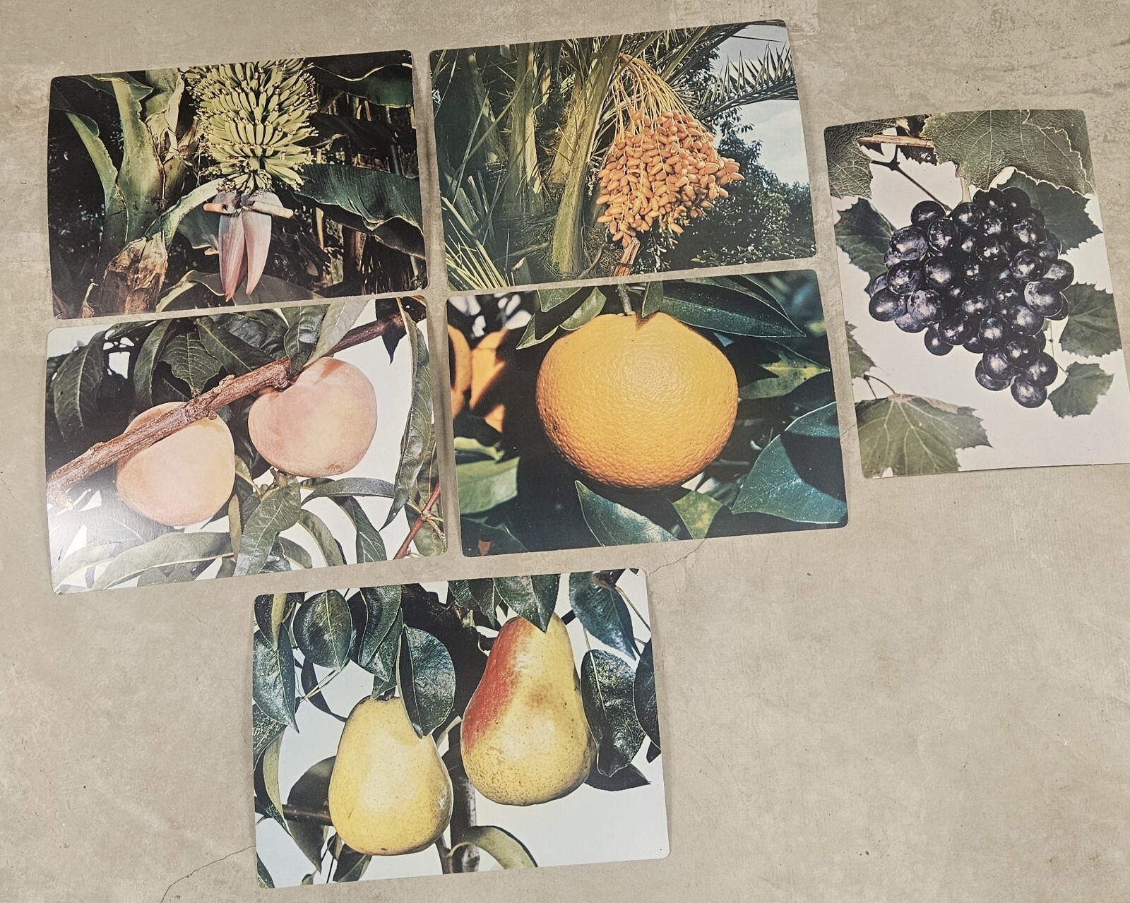 28 1960’s Educational Aids 18″x13″ Cards Erosion Fruit Farming Weather Butterfly