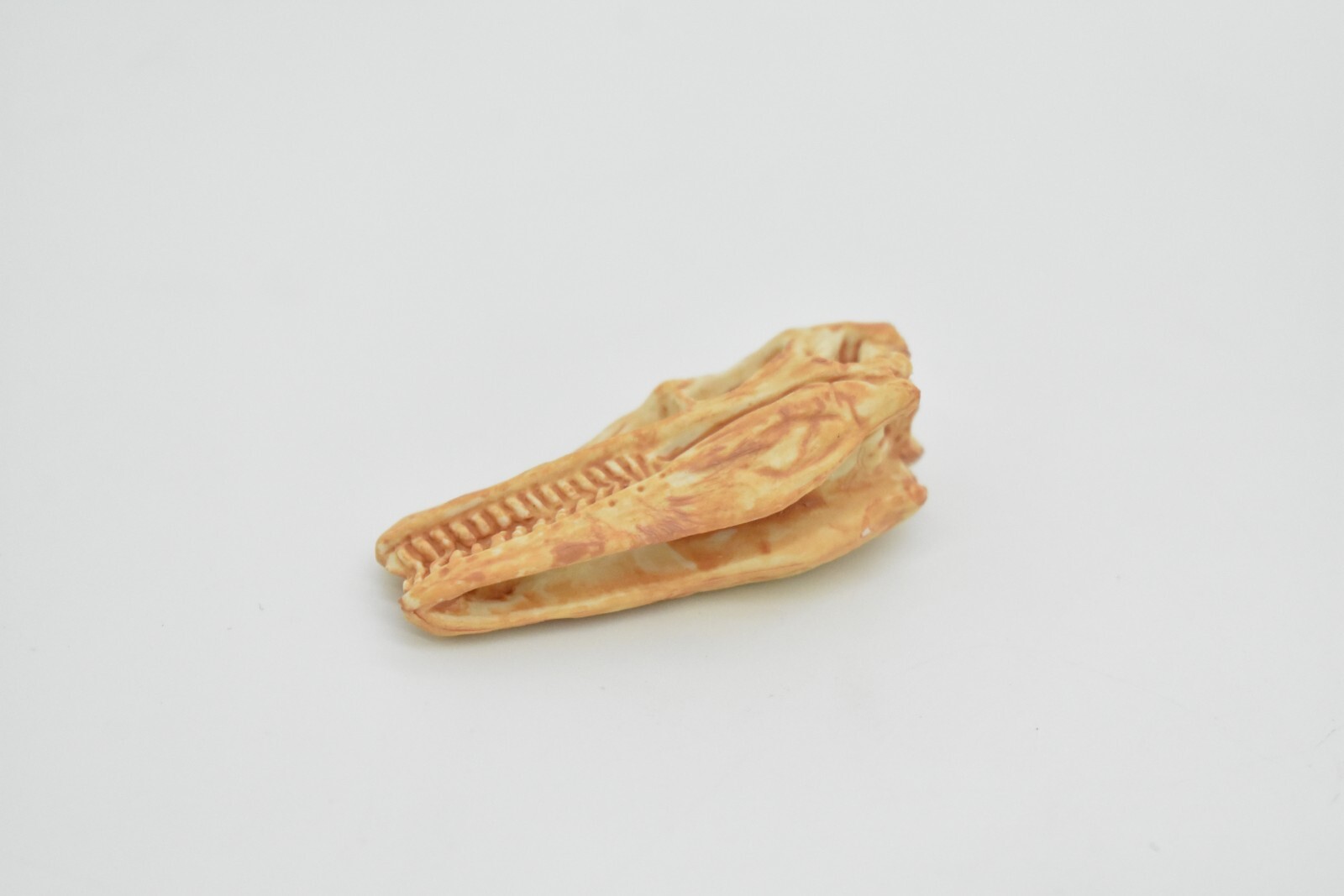 Velociraptor, Dinosaur Skull Fossil, Educational, Realistic Rubber Toy Model 2″
