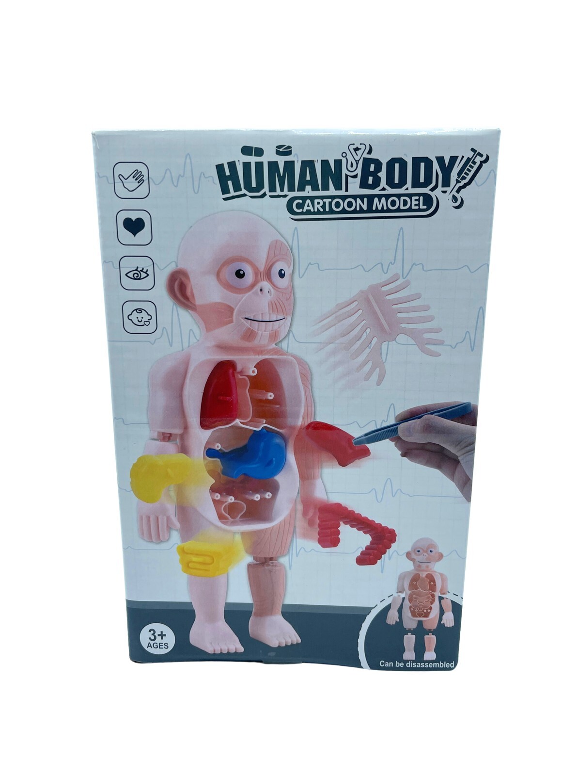 Science Kit 3D Human Body Anatomy Model Learning Educational Puzzle Toys