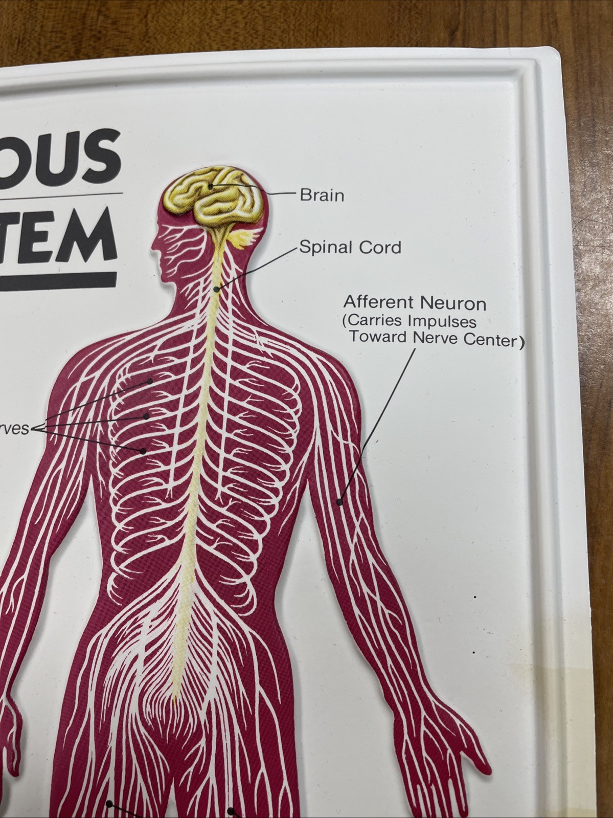 3D Human Body Charts Nervous System EI-5220 MINT Educational Insights 9×13”