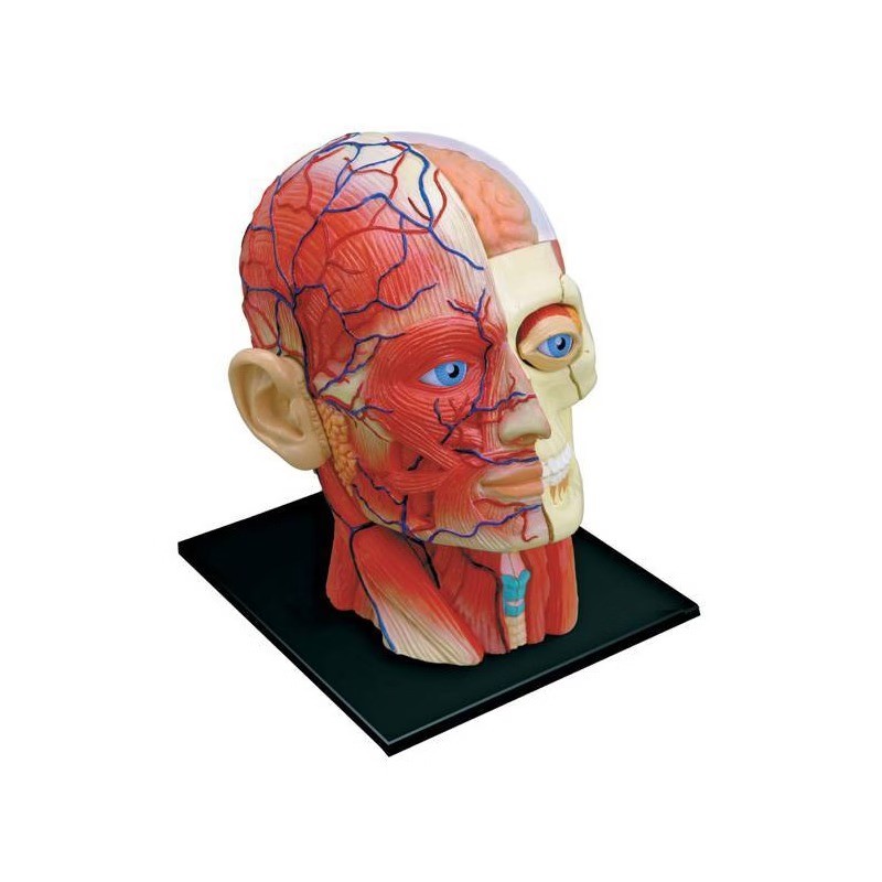 4D Human Anatomy Head Anatomy Model 14 Detachable Parts Educational Tool
