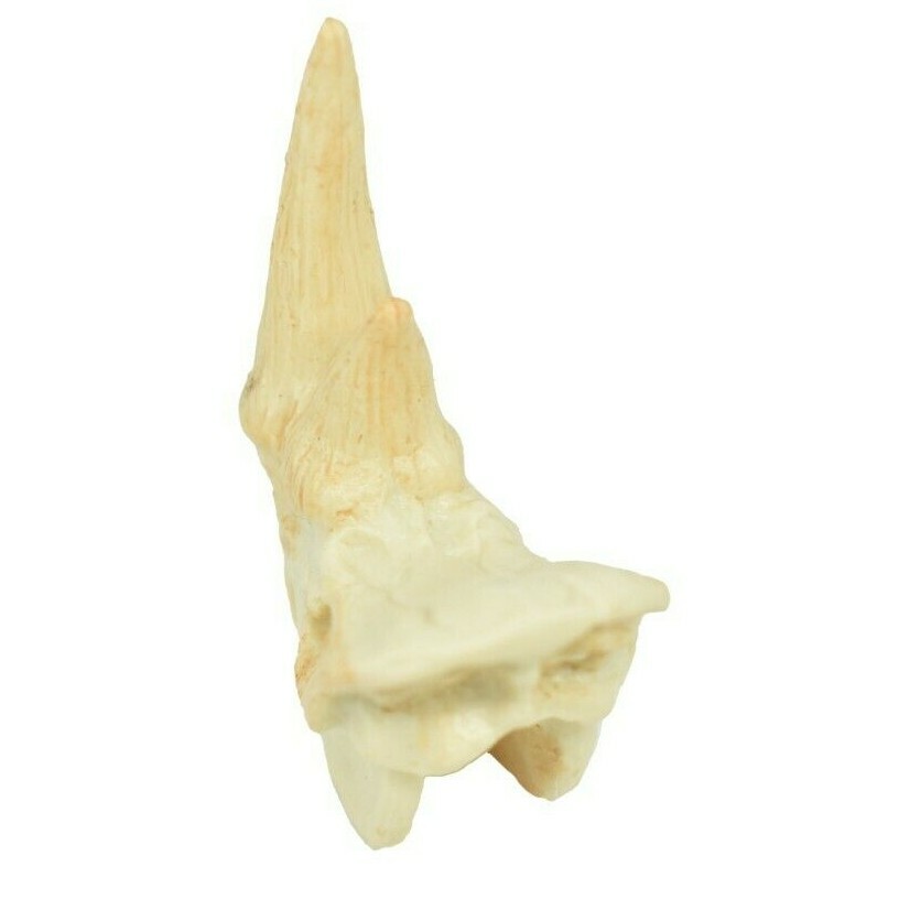 Rhino Rhinoceros Skull Plastic Toy Animal Kids Gift Realistic Figure 2″ F4119