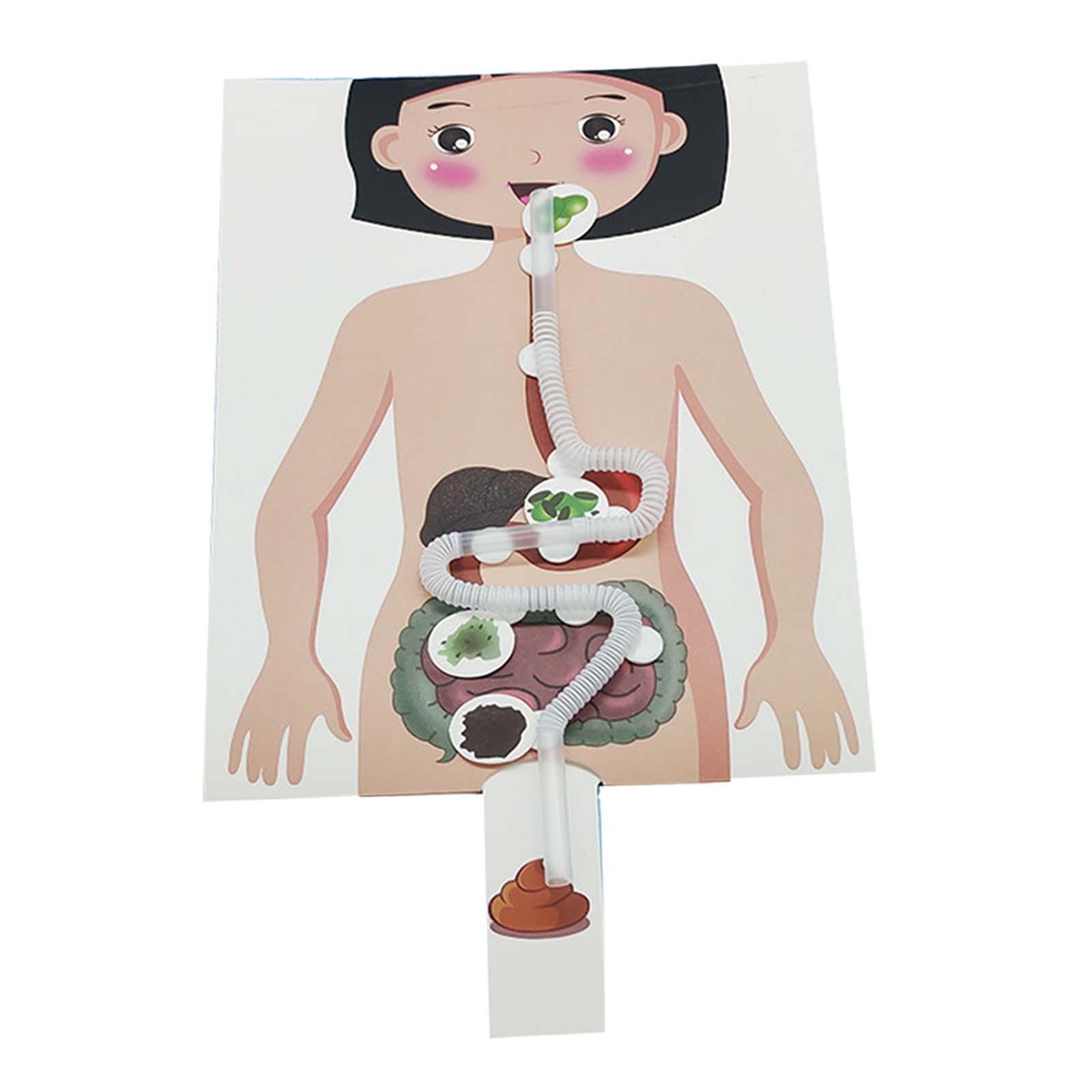 Human Digestive System Model, Human Body Parts, Early Education, 3D Puzzle for