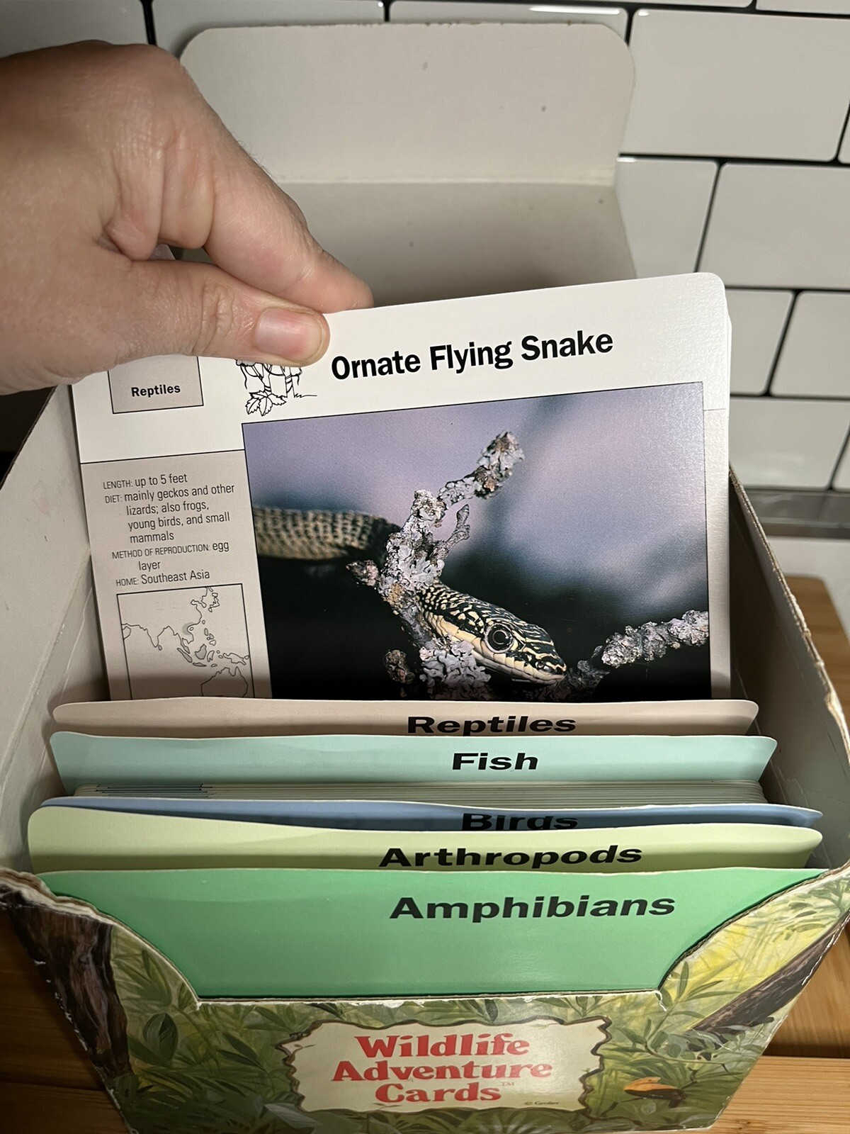 Vintage Grolier Wildlife Adventure Cards Boxed Education Homeschool Science 1995