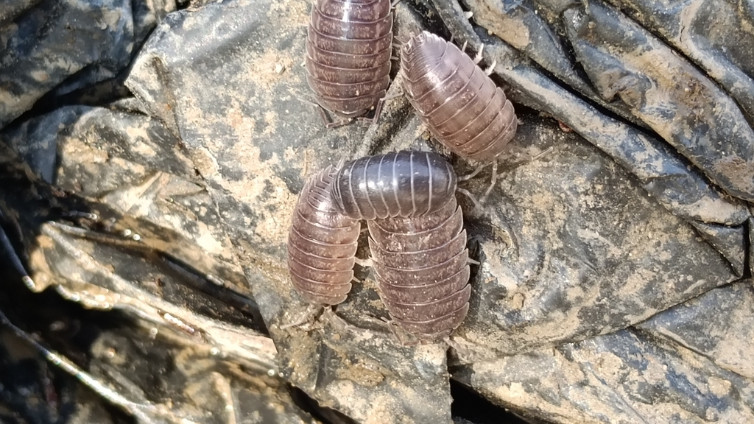 Armadillidium Vulgare Roly Poly/Pill Bugs, Live 20+ Count