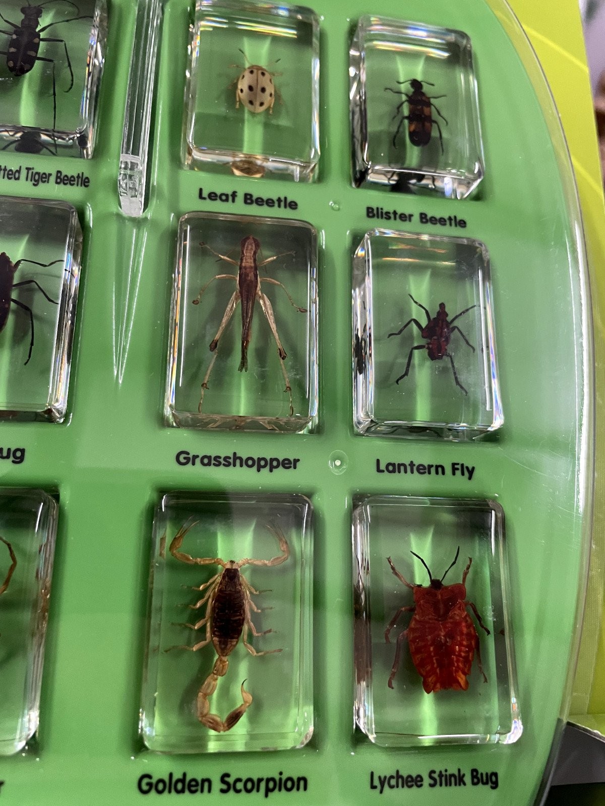 Lakeshore Learning Real Bugs Discovery Kit – 12 Actual Insect Specimens