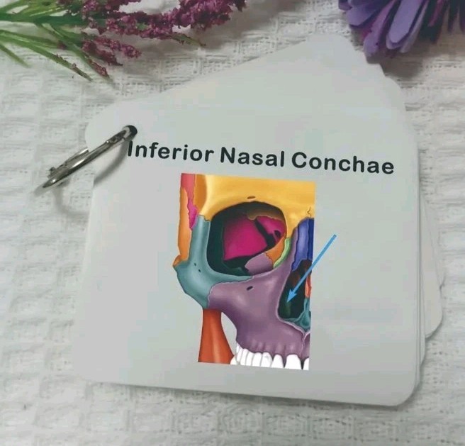 Human SKULL Anatomy Pocket Sized Flash Cards Medical Nursing Exam Physiology