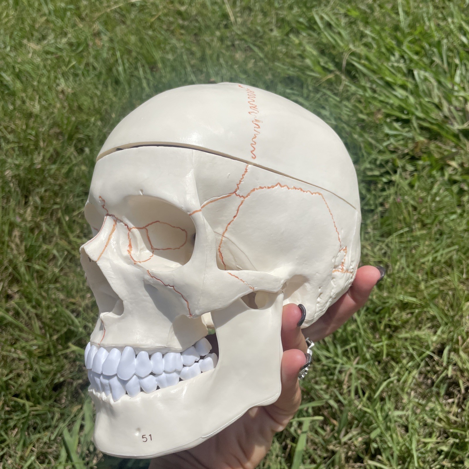 Classroom Study Human Skull Model Life Size Adult Anatomy Skeleton Removeable