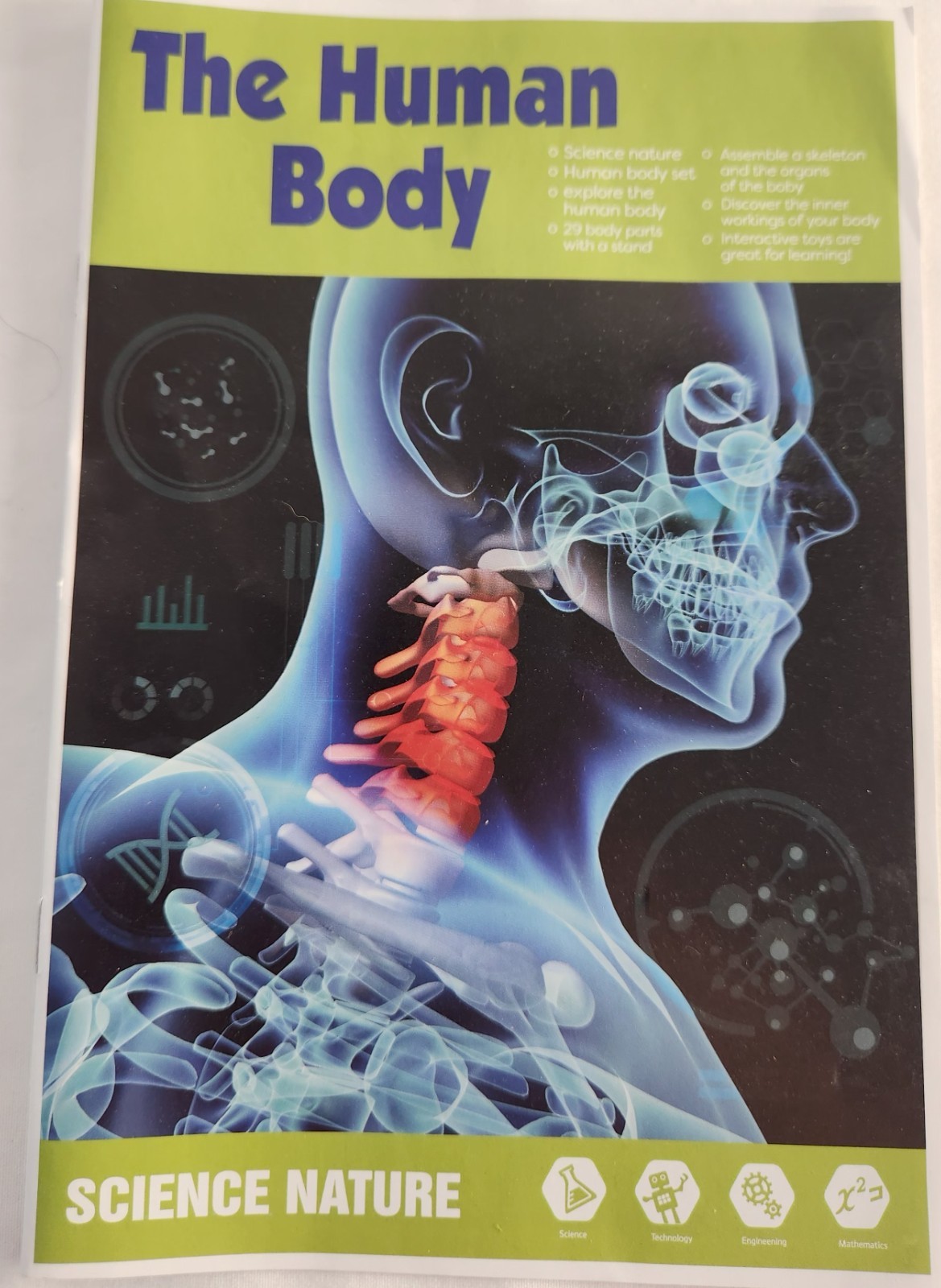 Clear Human Body Skeleton Model Kit 3D Human Anatomy Structure Model Kit
