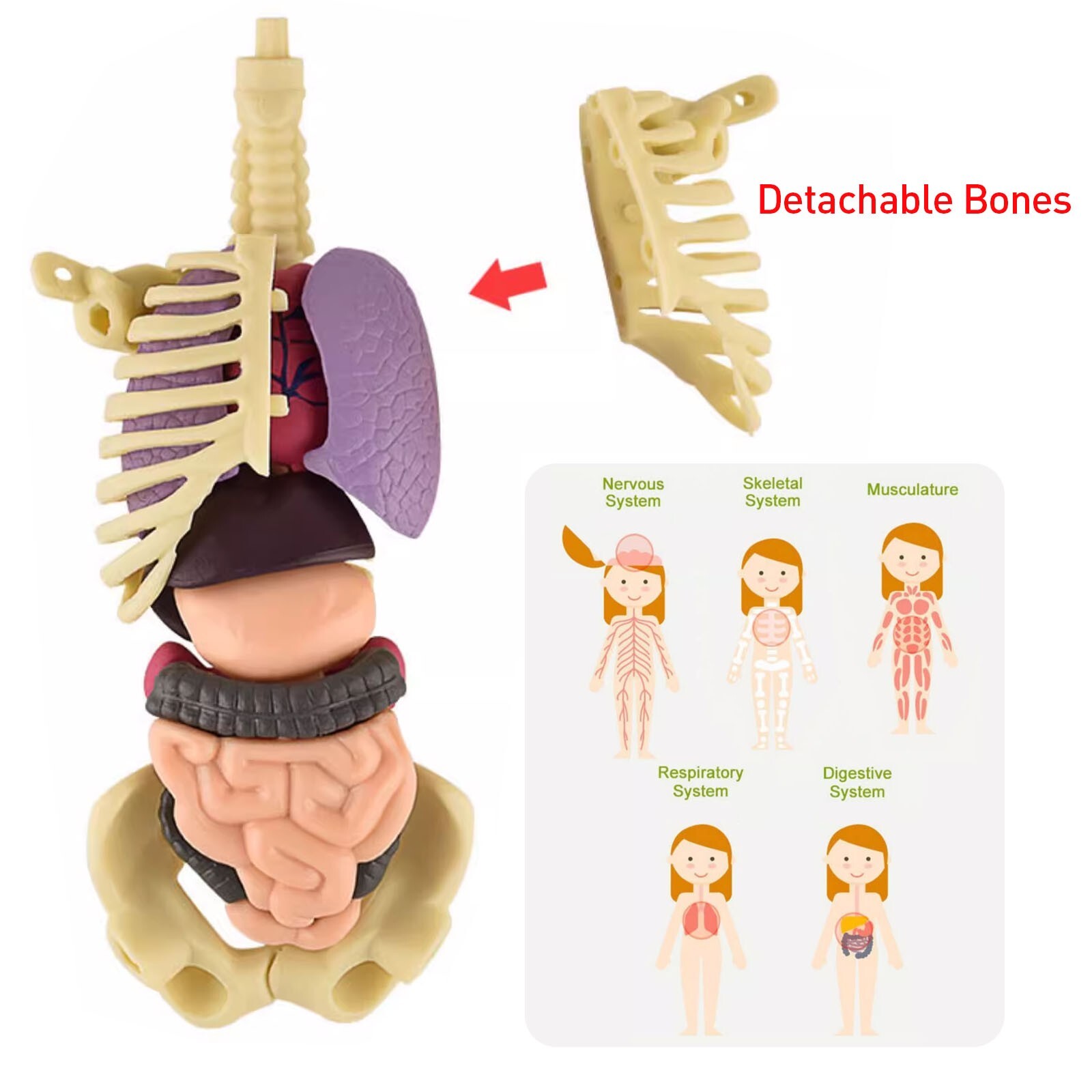 3D Human Body Anatomy Model Fully Transparent DIY Skeleton Toy for Kid Removable