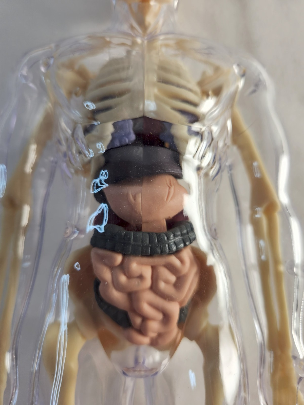 Clear Human Body Skeleton Model Kit 3D Human Anatomy Structure Model Kit