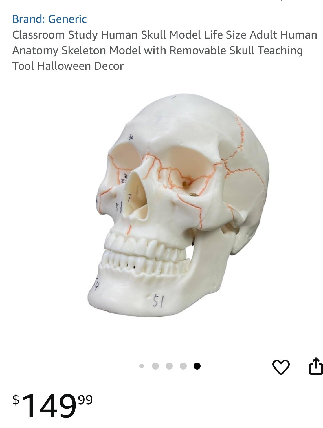 Classroom Study Human Skull Model Life Size Adult Anatomy Skeleton Removeable