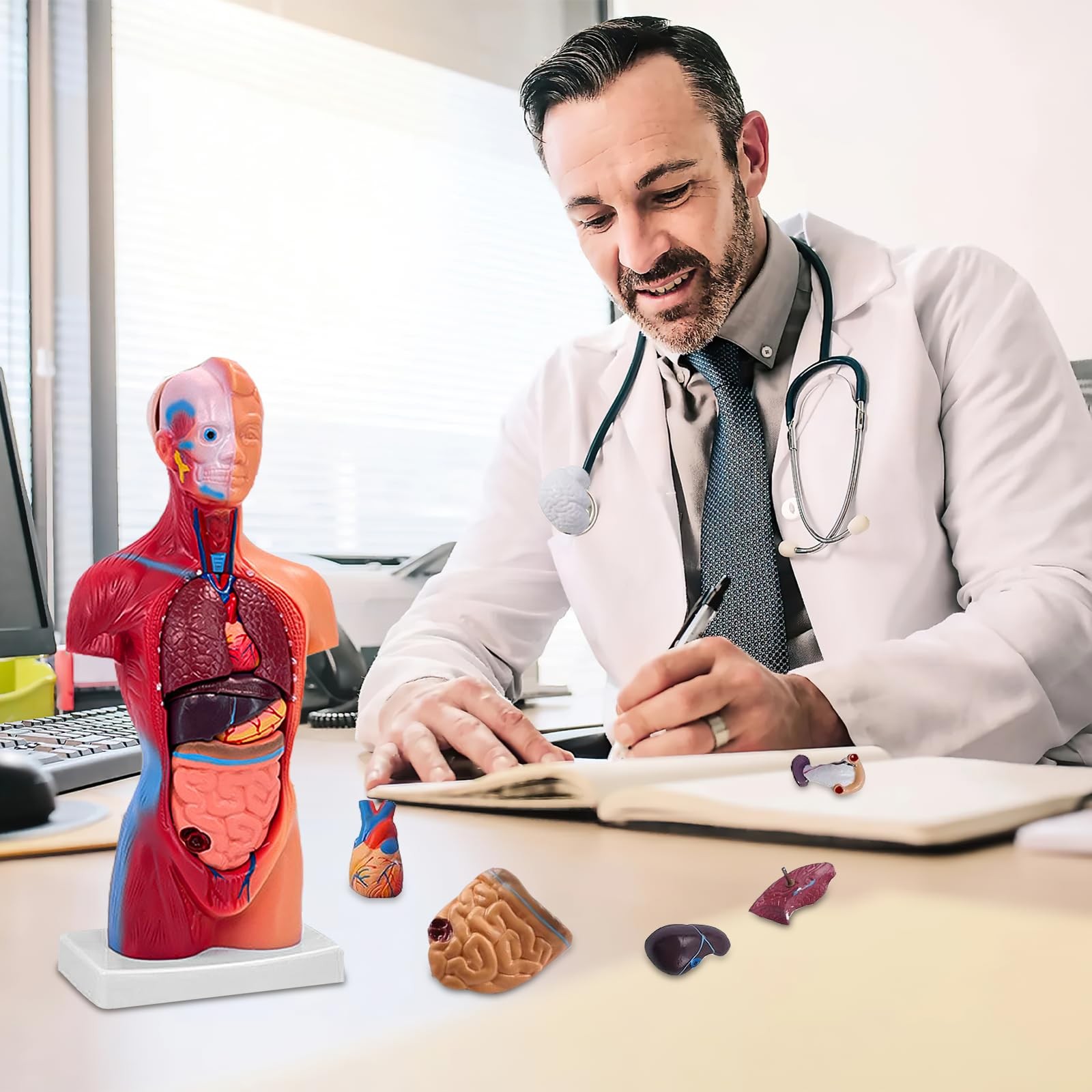 11 Inch Small Human Body Model for Anatomy Study – 15 Detachable Parts Educat…