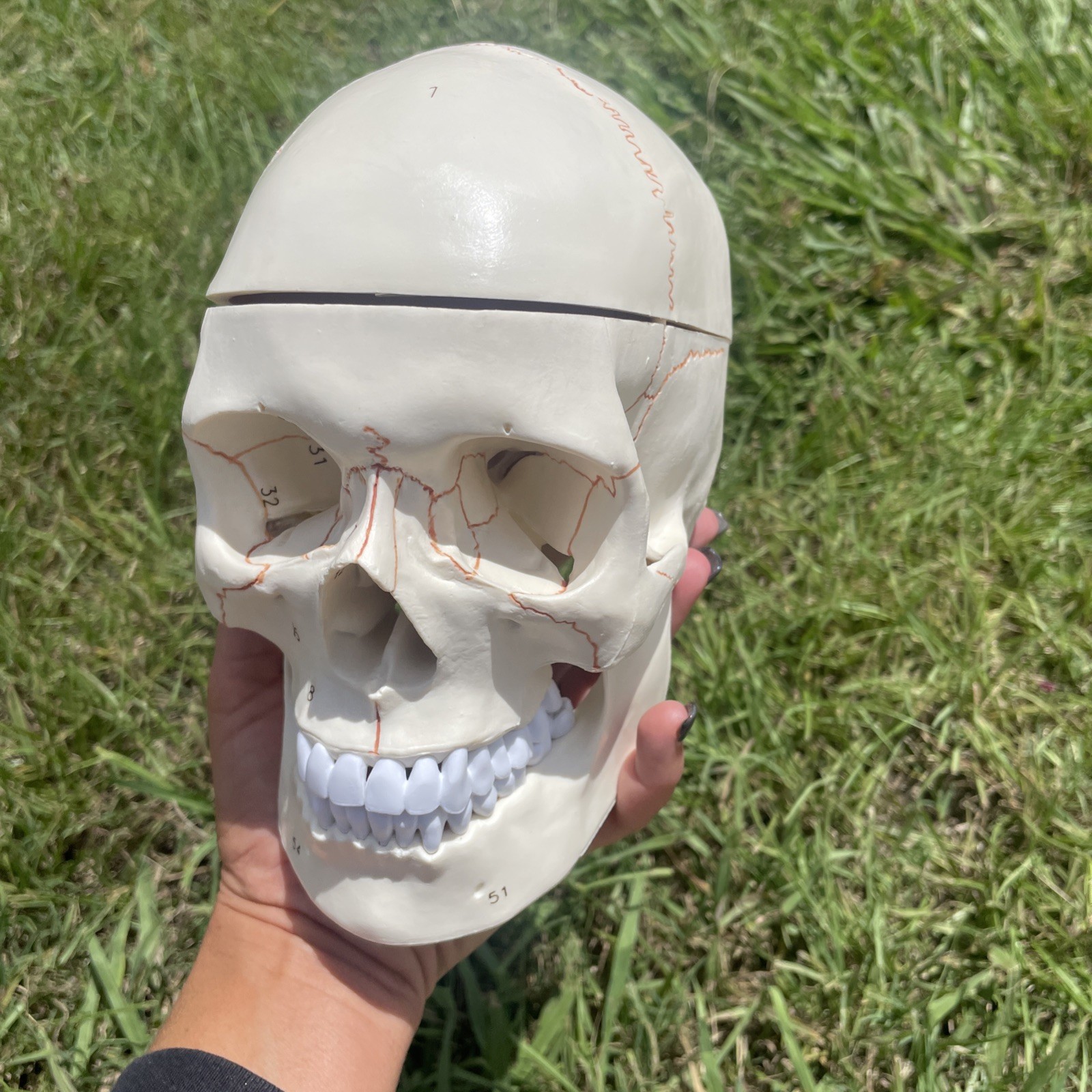 Classroom Study Human Skull Model Life Size Adult Anatomy Skeleton Removeable