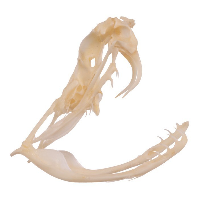 🔥Western Diamondback Rattlesnake Snake Skull Puzzle 38p FANGS SPECIMEN SK24