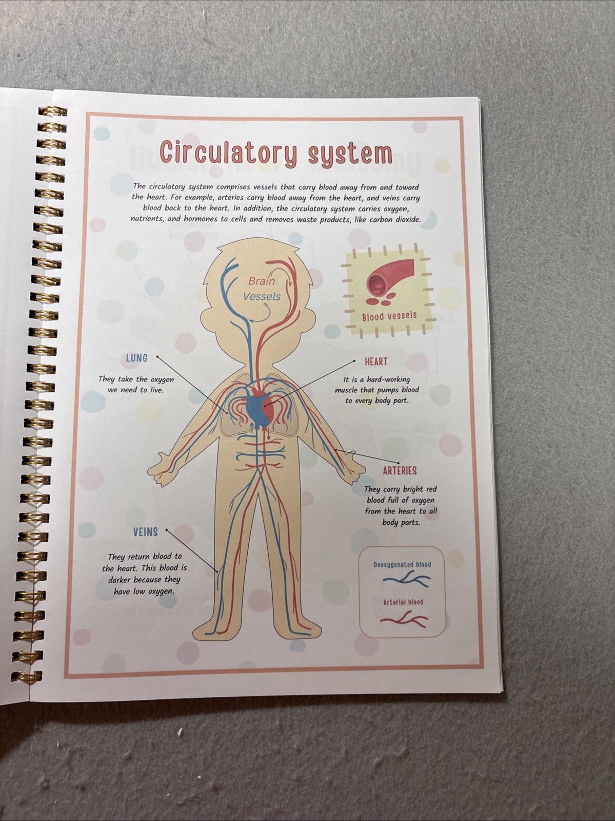 Human Body Anatomy Busy Book for Kids Ages 4-8. Montessori Body Model