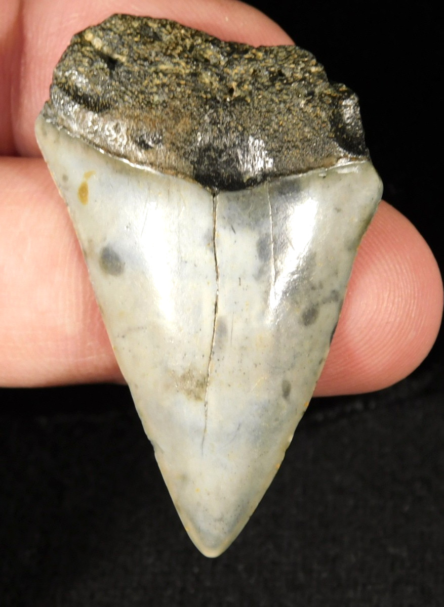 Ancestral Great WHITE SHARK Tooth Fossil 100% Natural 10.0gr