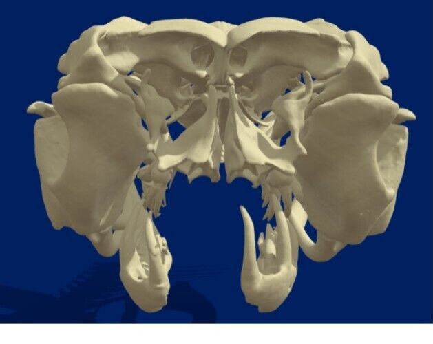 🔥Western Diamondback Rattlesnake Snake Skull Puzzle 38p FANGS SPECIMEN SK24