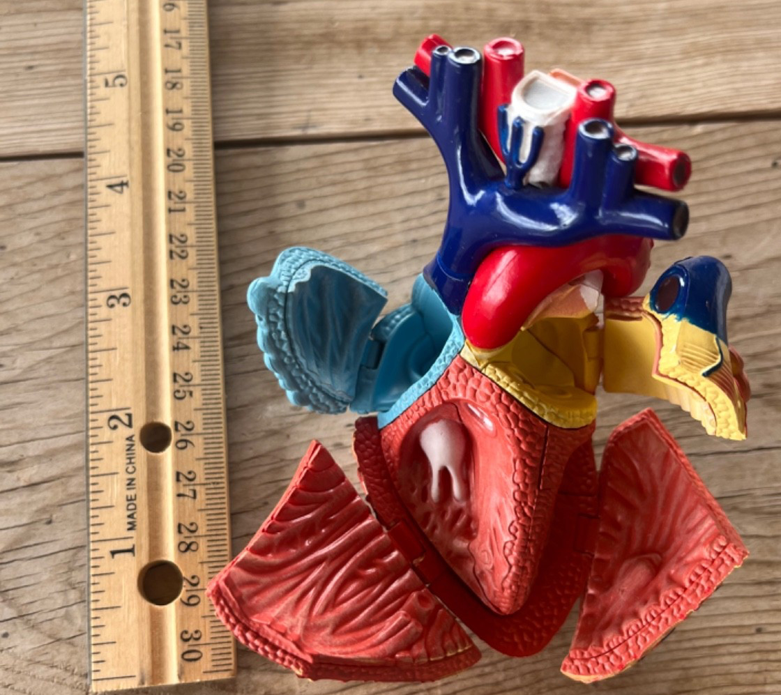 Human Anatomy Model Heart 29 Pieces Ages 8+ Learning Resources Assembly Guide