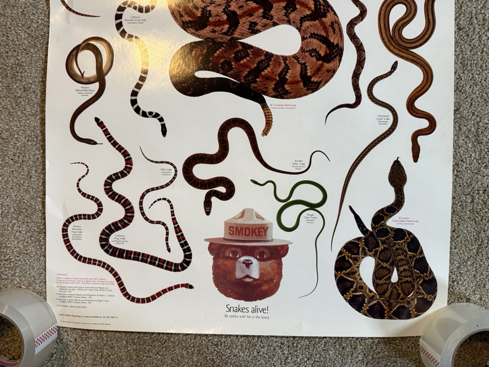 VTG Snakes Alive! Snakes Species Smokey The Bear Info 1980s Science Poster Sign