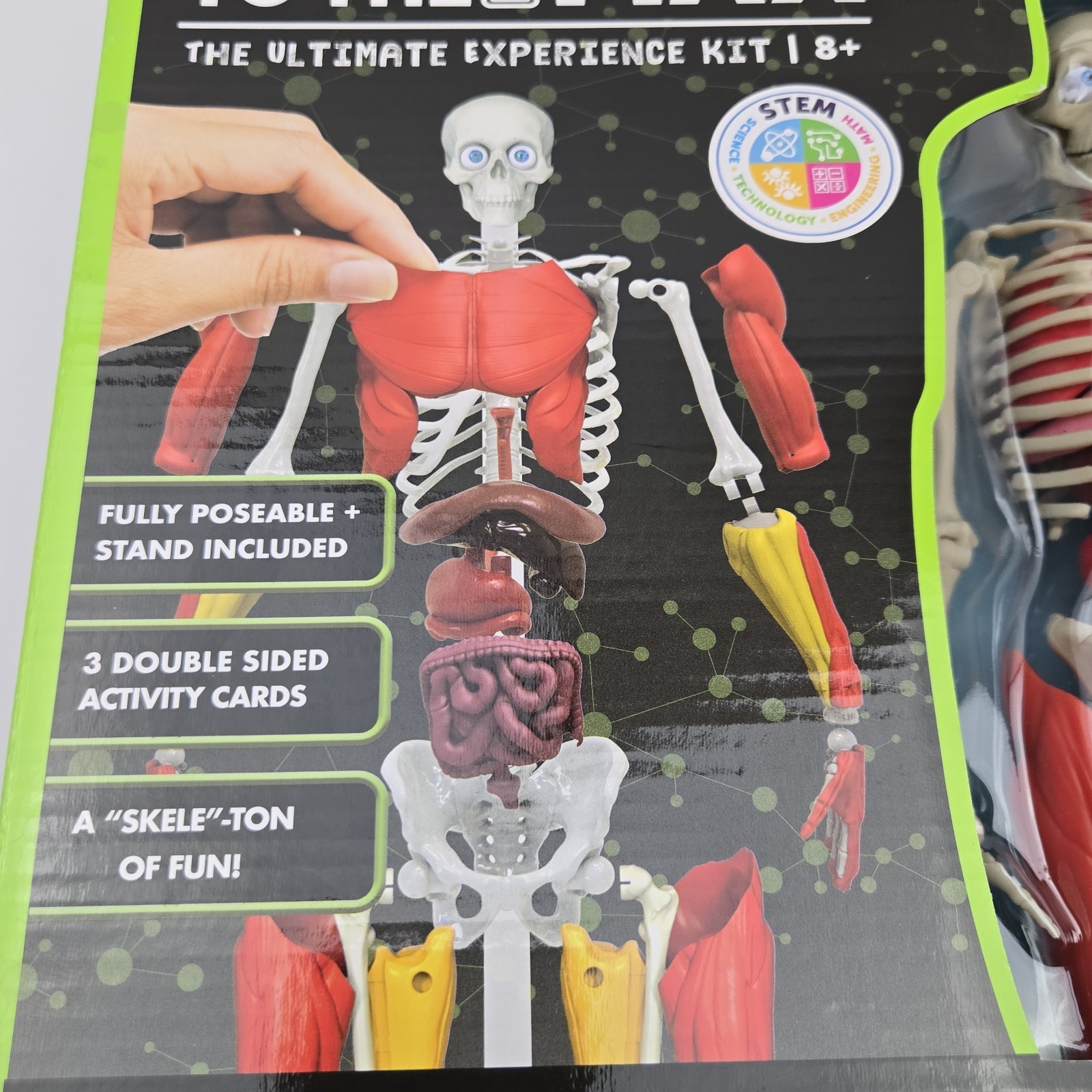 3D Human Body Puzzle Model STEM Toy by Be Amazing! Toys is an educational design