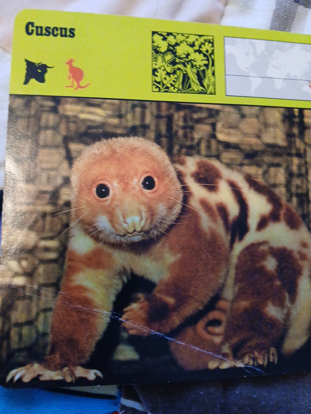 Animal Fact Cards CUSCUS/GIRAFFE/TIGER Ed Rencontre-SA Lausanne Flash Cards 1978