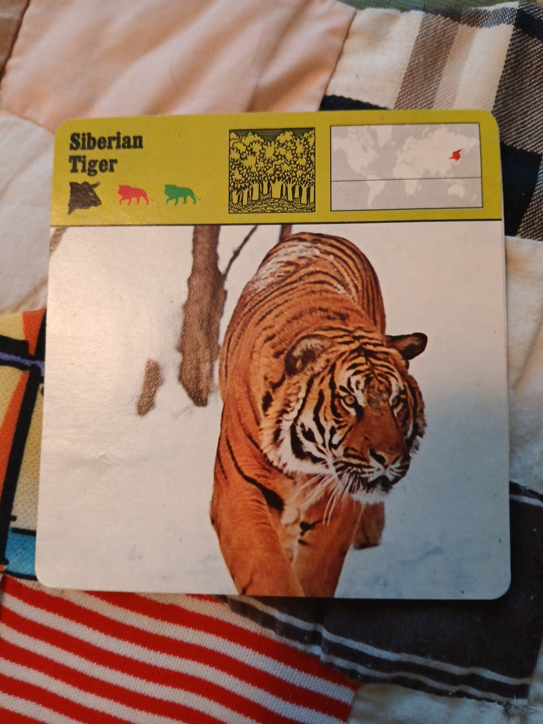 Animal Fact Cards CUSCUS/GIRAFFE/TIGER Ed Rencontre-SA Lausanne Flash Cards 1978
