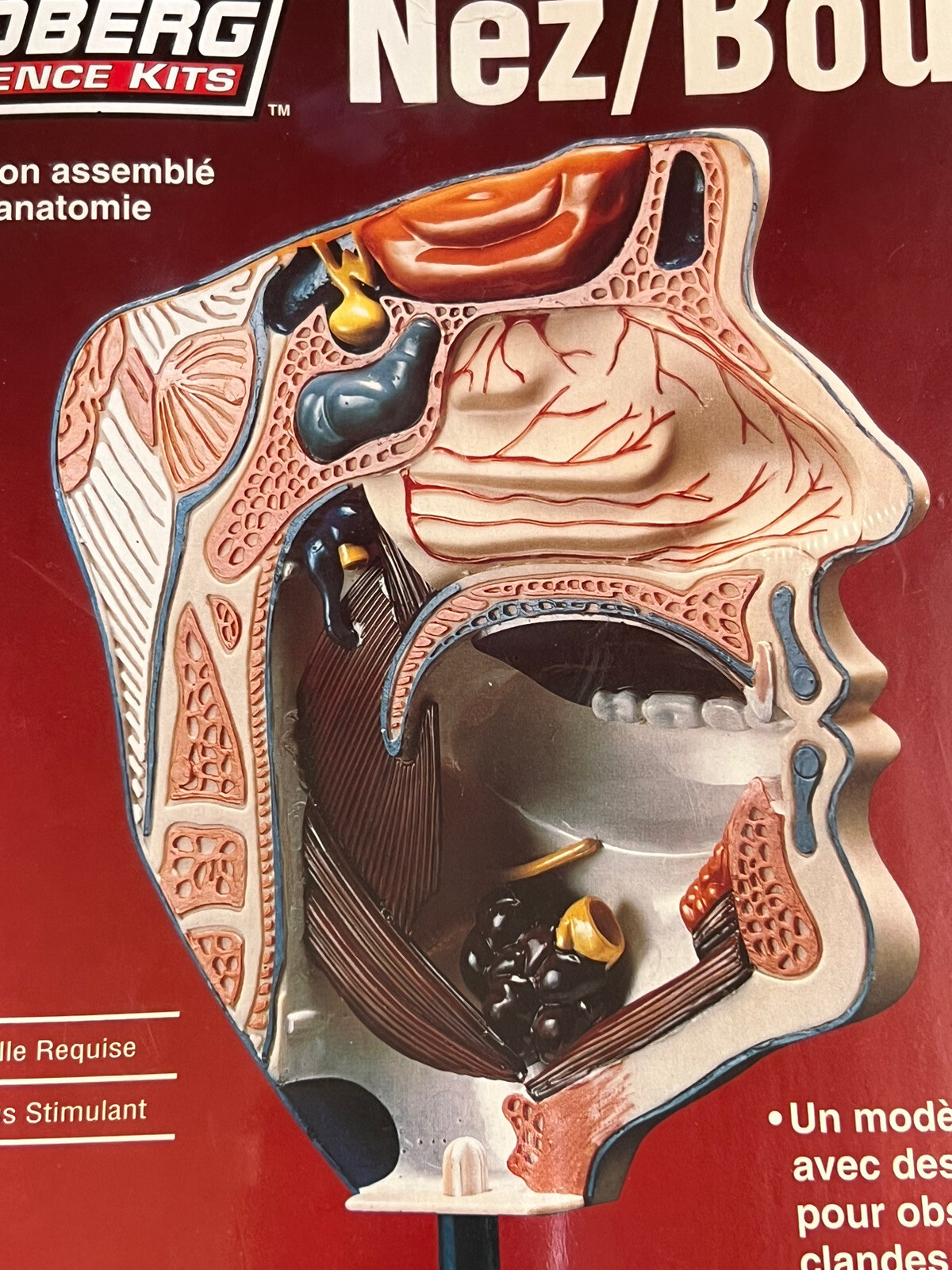 Lindberg Science Kit #71310 Nose/Mouth Anatomically Accurate Unassembled Kit 10+