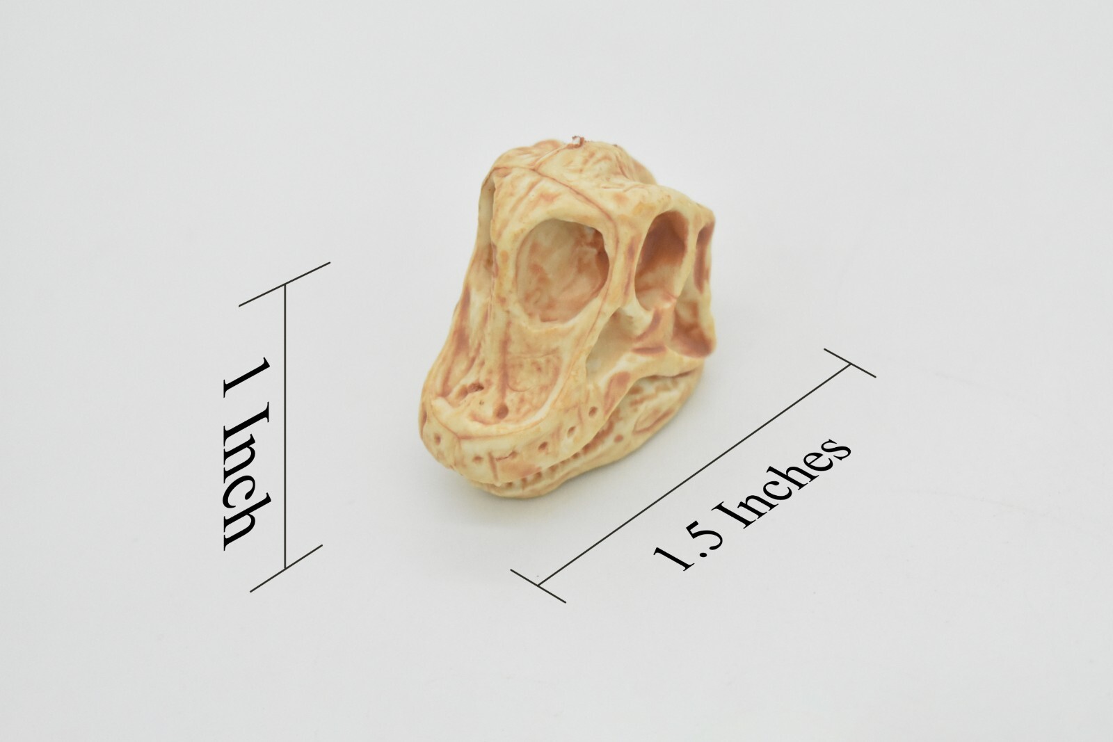 Brachiosaurus, Dinosaur Skull Fossil, Education, Realistic Rubber Toy Model 1.5″