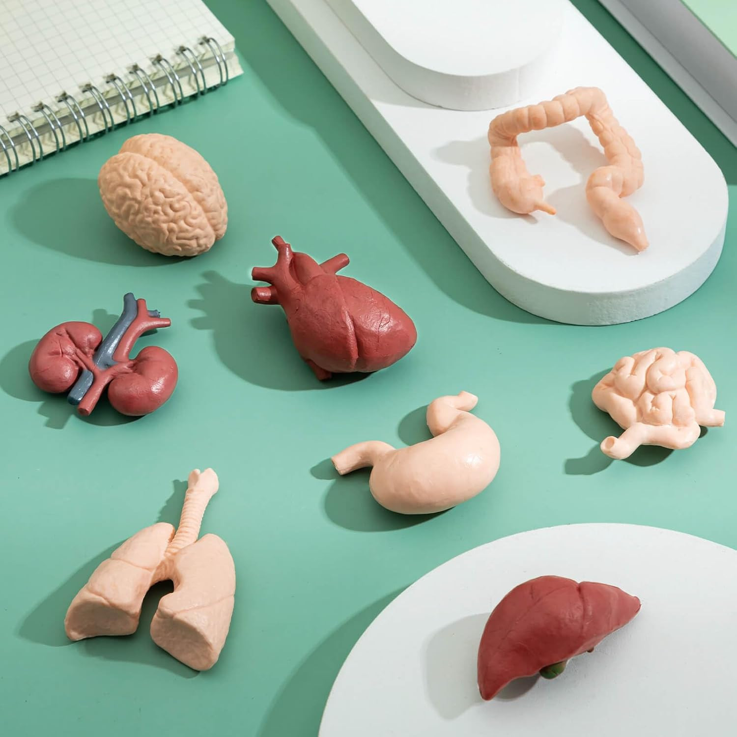Mini Human Body Model for Kids, 8PCS Body Parts Sets Anatomy Toys, 3D Anatomy an
