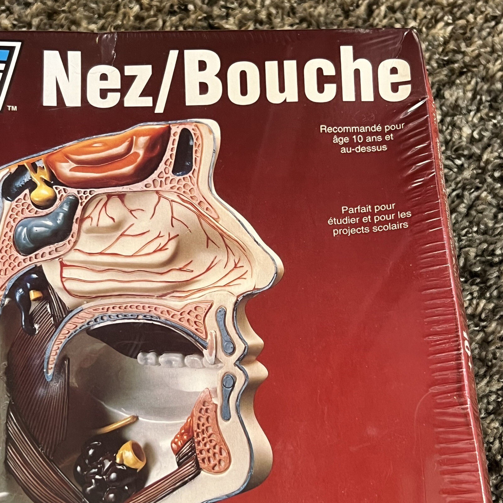 Lindberg Science Kit #71310 Nose/Mouth Anatomically Accurate Unassembled Kit 10+