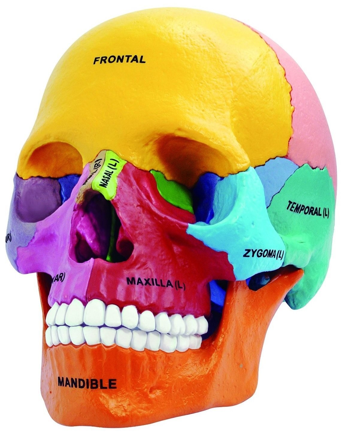 4D Master 26087 Anatomy Didactic Exploded Skull 3.5 inches, Multicolor