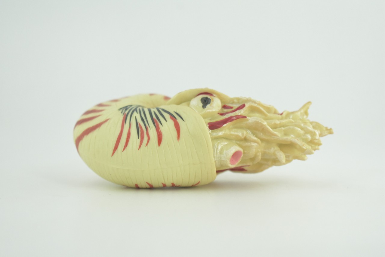 Nautilus Toy, Museum Quality, Hand Painted Rubber Gifts, 4 Inches. CH1009 BB217