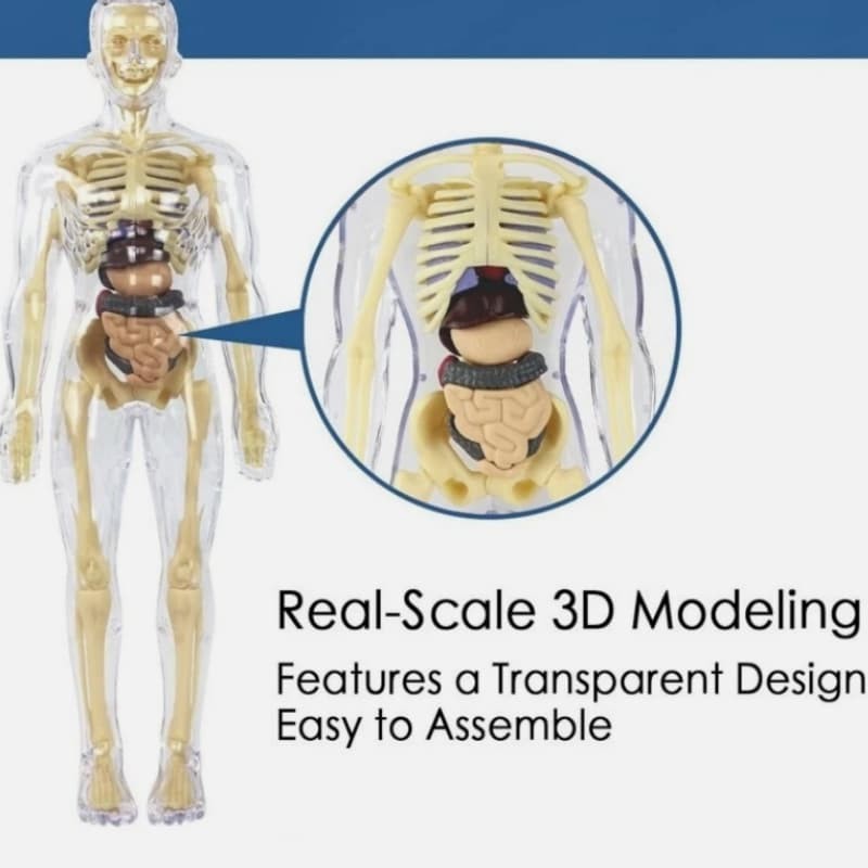 Removable Organs Bones Torso Skeleton Model Human Body Structure Model Kits 3D