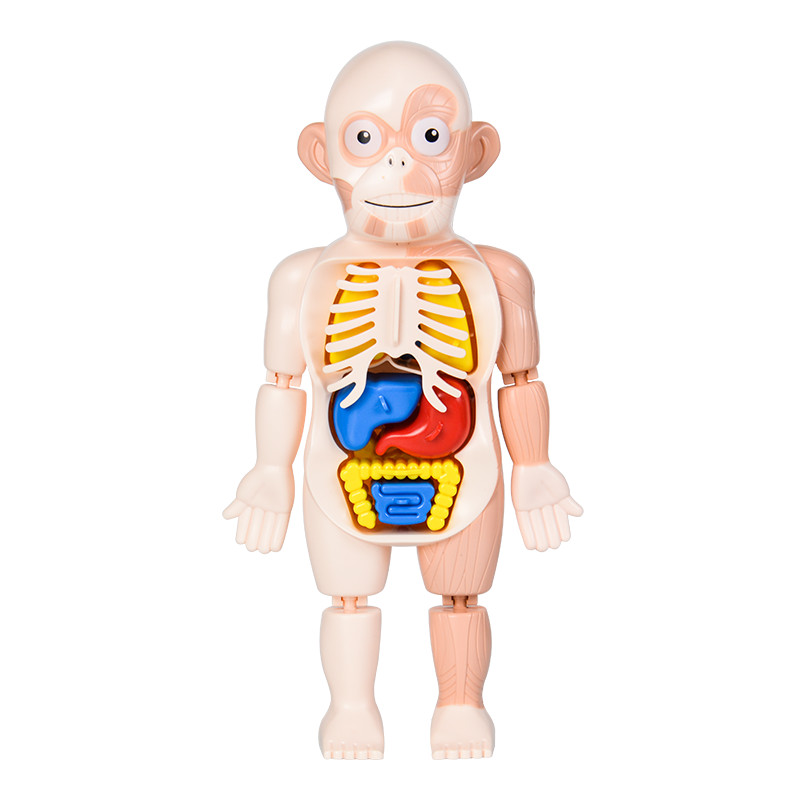 3D Human Body Organ Structure Anatomy Scientific Model Kit Education Toy for Kid