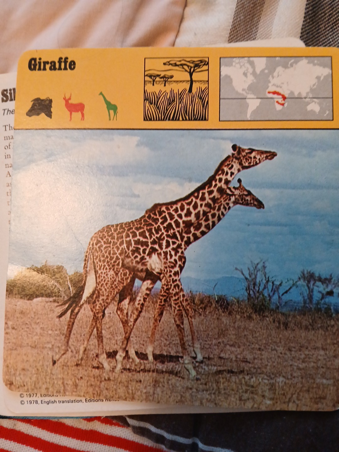 Animal Fact Cards CUSCUS/GIRAFFE/TIGER Ed Rencontre-SA Lausanne Flash Cards 1978