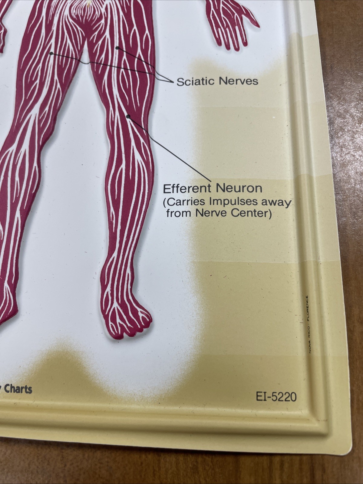 3D Human Body Charts Nervous System EI-5220 MINT Educational Insights 9×13”