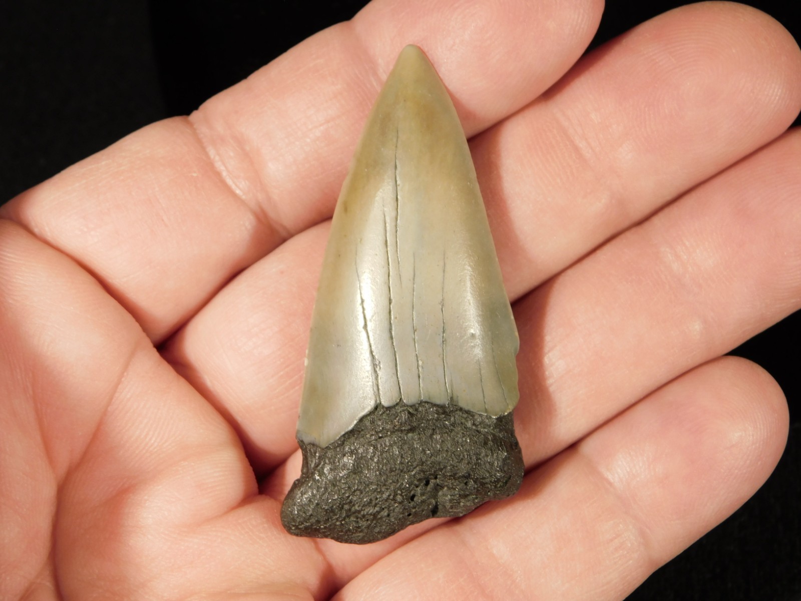 Long Ancestral Great WHITE SHARK Tooth Fossil 100% Natural South Carolina 12.6gr