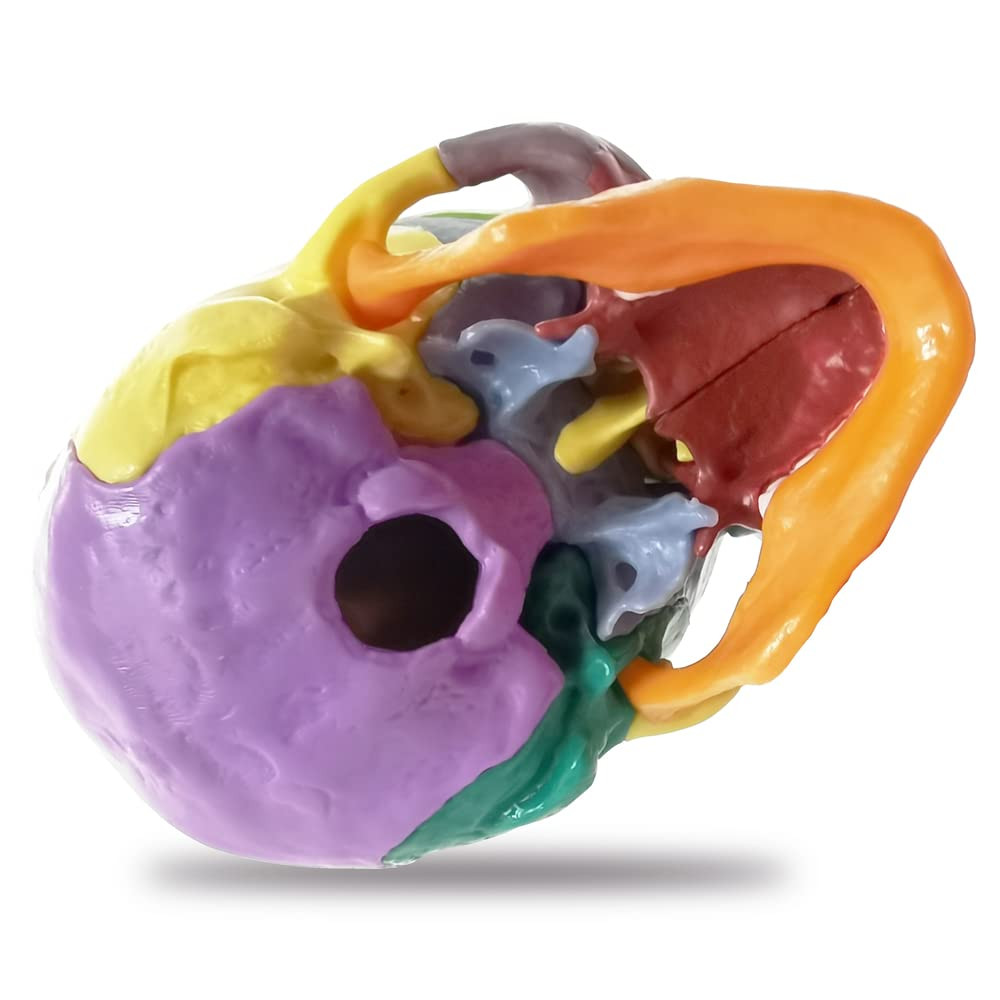 15-Parts Puzzle Anatomy Skull Model,Colorful Medical Brain Model,Human Anatomy E