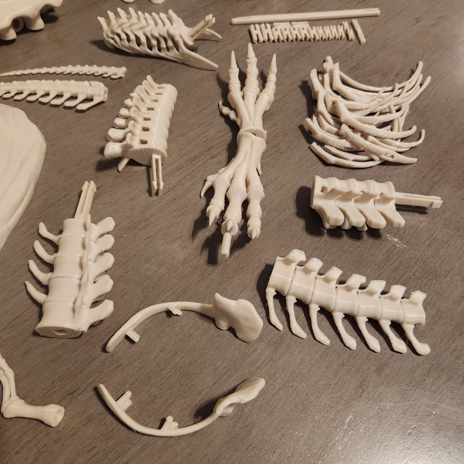 Trex Full Skeleton “Bone white” Assembly Kit