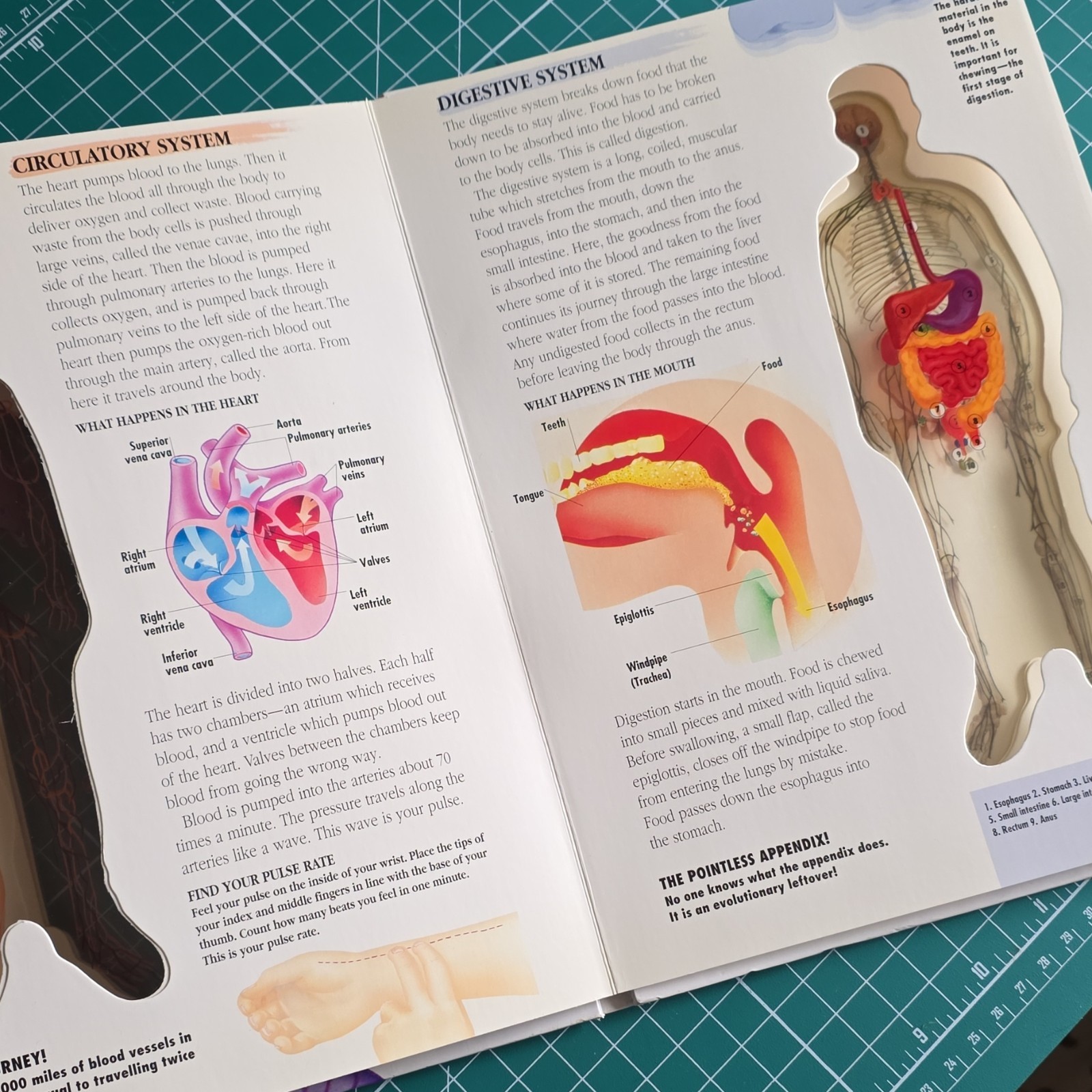 Running Well Books The Human Body See-Through Educational Book 8-11 Years