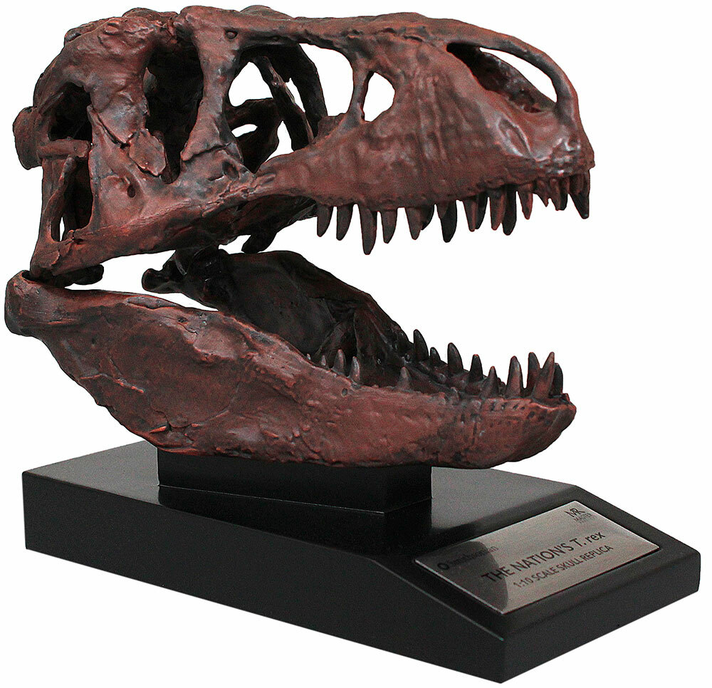 Tyrannosaurus Skull 1/10th Scale Smithsonian Licensed – The Nation’s T.rex