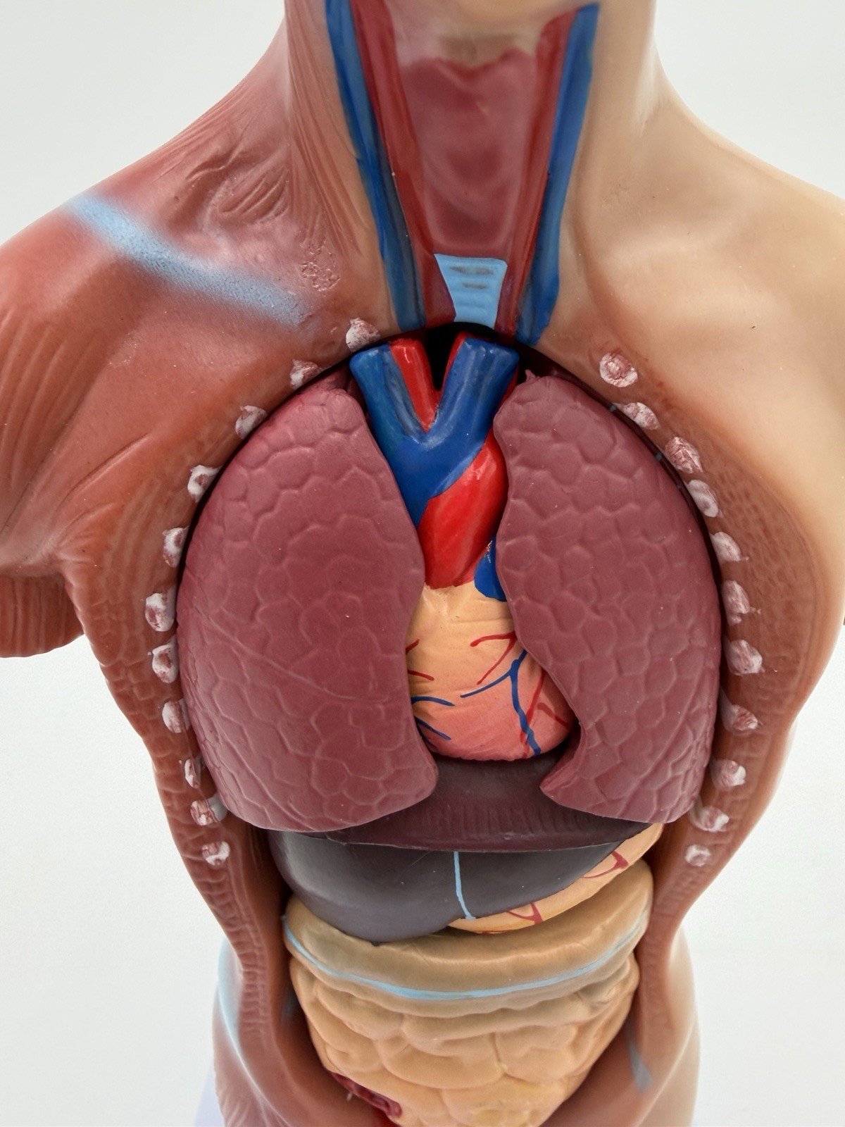 Human Body Model 11 inch 15 Pcs Removable 3D Human Torso NWOB