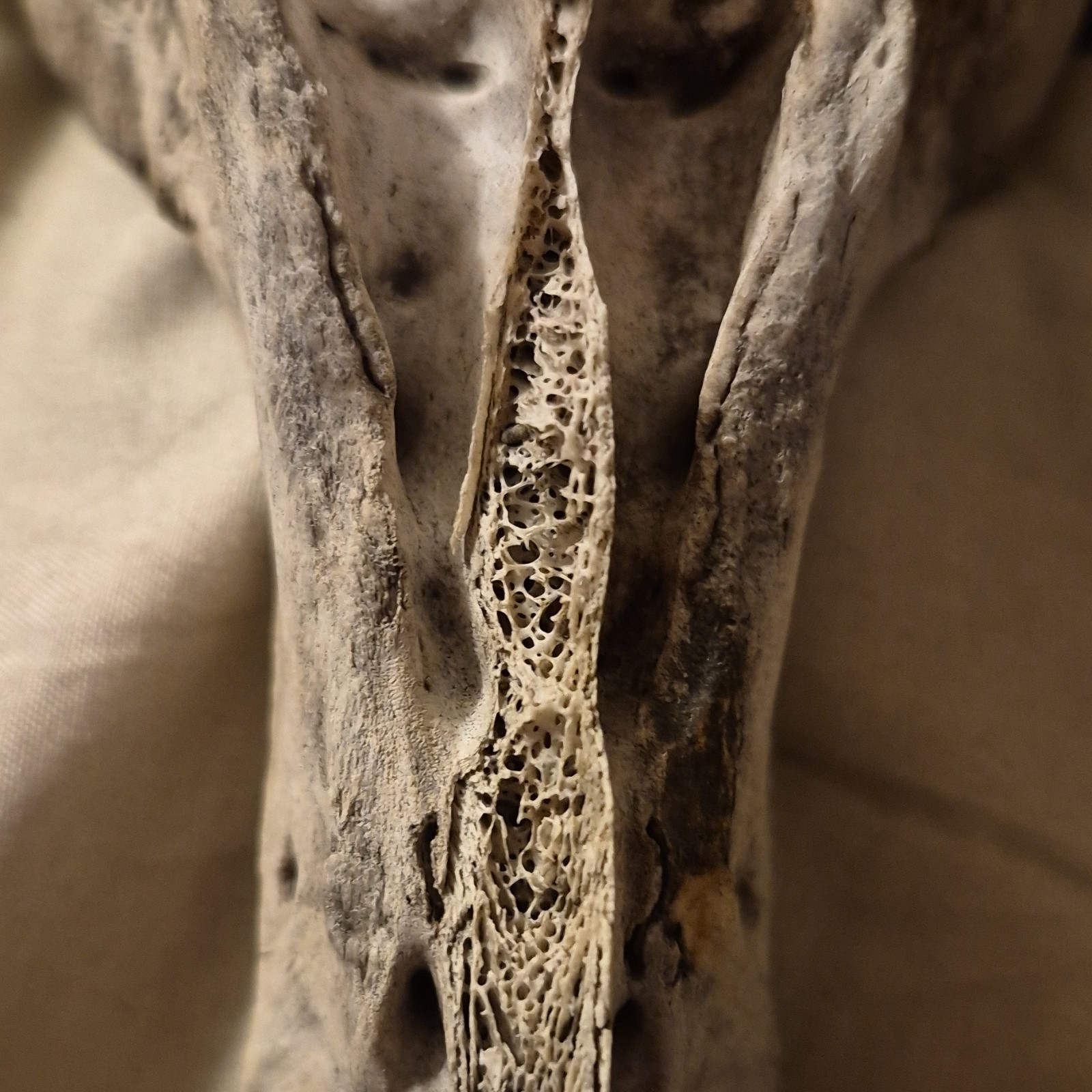 Animal Skull and Bone Collection with Vertebrae and Limb Bones
