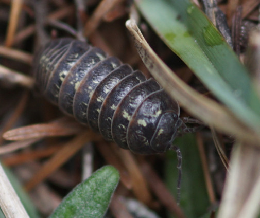 Armadillidium Vulgare Roly Poly/Pill Bugs, Live 20+ Count