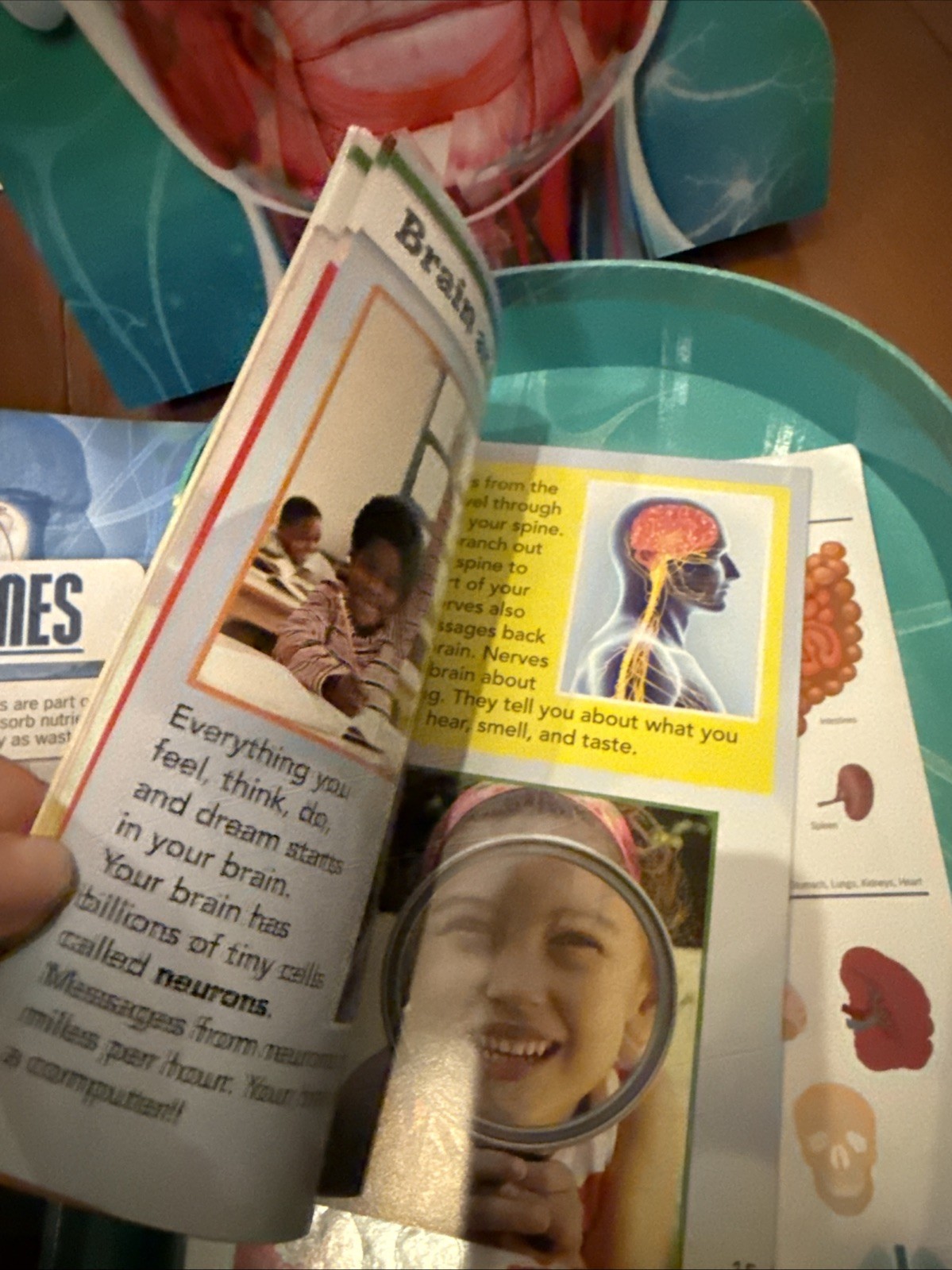 2021 Learning Adventures The Human Body 12” Skeleton, book, stickers, Poster